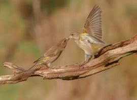liefde gaat door de maag