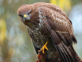 Buizerd in de starthouding om toe te slaan