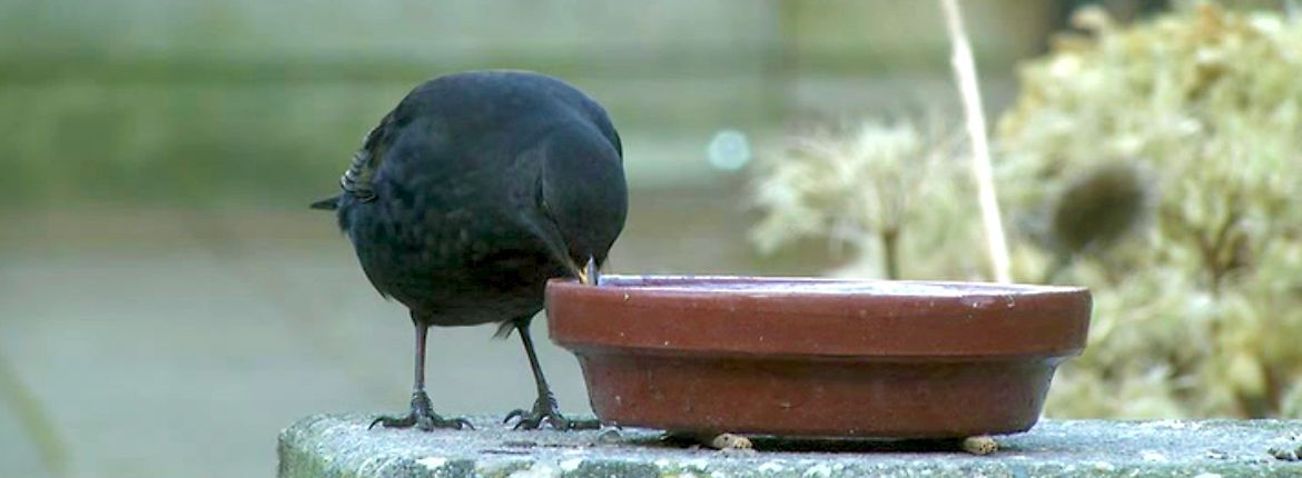 Videostill - vogeltuin1