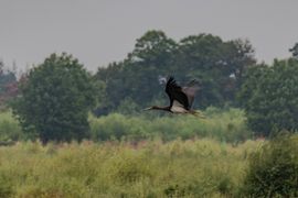 Zwarte ooievaar boven Drenthe