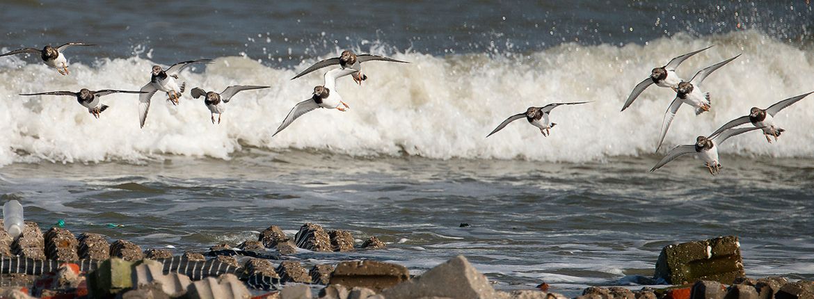 Steenlopers / Shutterstock