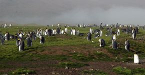 Koningspinguïn South Georgia / Ruud van Beusekom