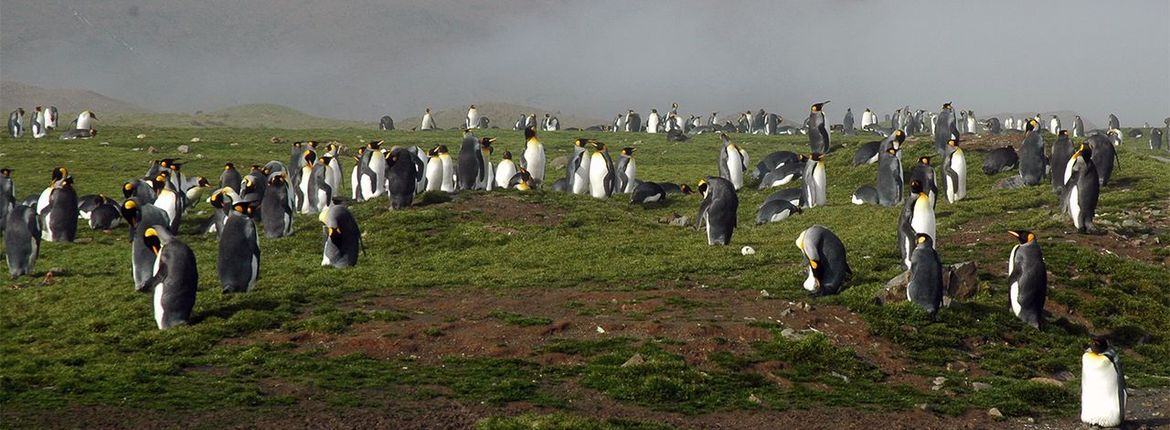 Koningspinguïn South Georgia / Ruud van Beusekom