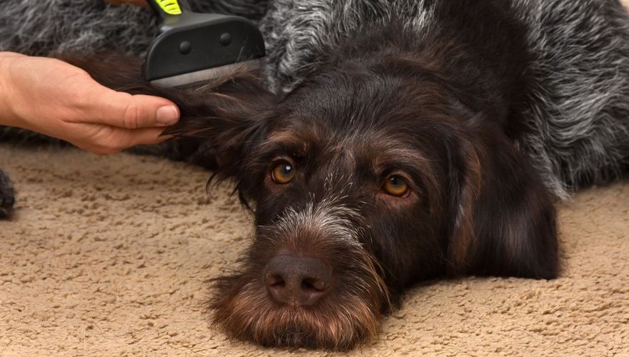 Hond vlooienkam - iStock