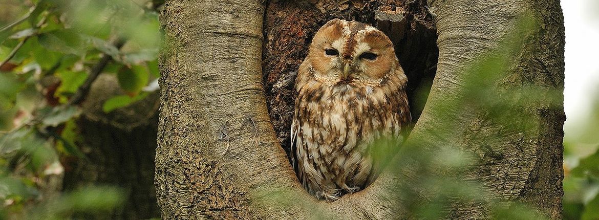 Bosuil / Jelle de Jong