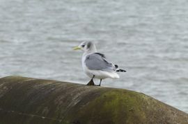 geelsnavelbetonloper