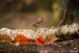 Herfst kuifmees