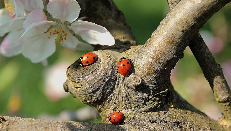 Lieveheersbeestje in tuin / Shutterstock