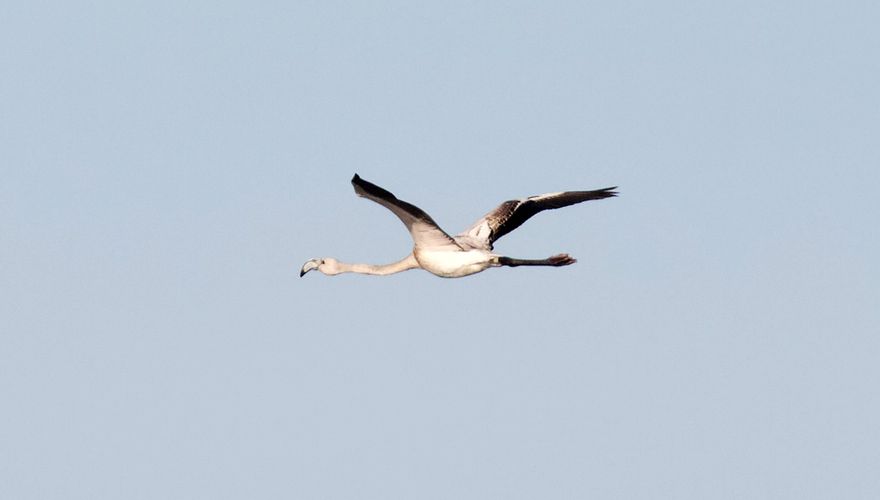 Flamingo juveniel / Chris Limbach