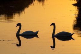 Koppel zwanen bij zonsondergang 