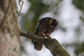 jonge Boomvalk met Boerenzwaluw