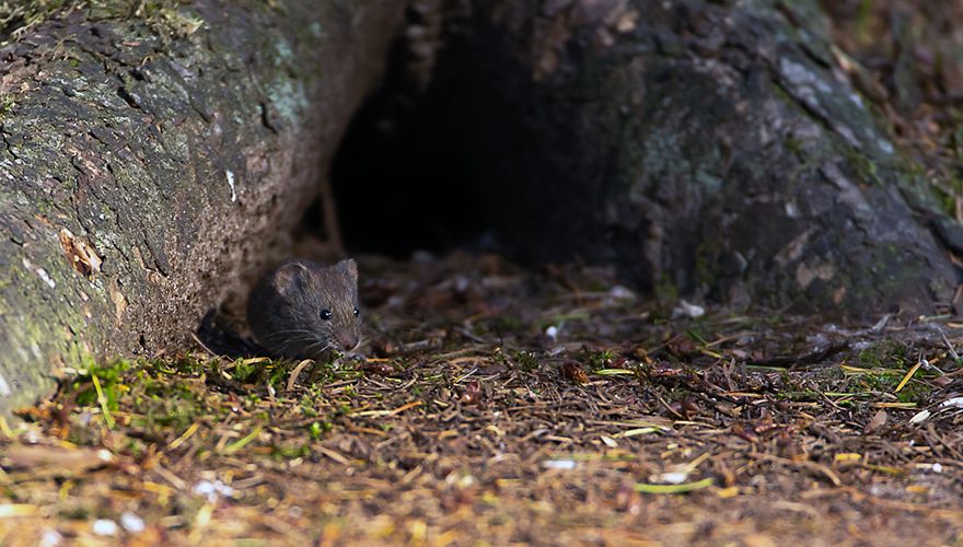 Woelmuis / Rob Kempers