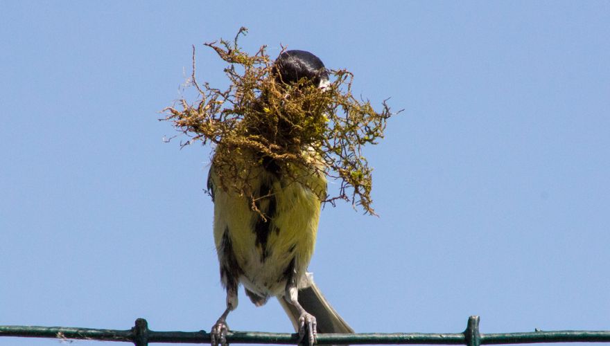 Broedseizoen: kappen? | Vogelbescherming