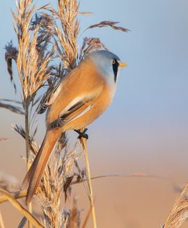 baardmannetje bovenin een rietpluim