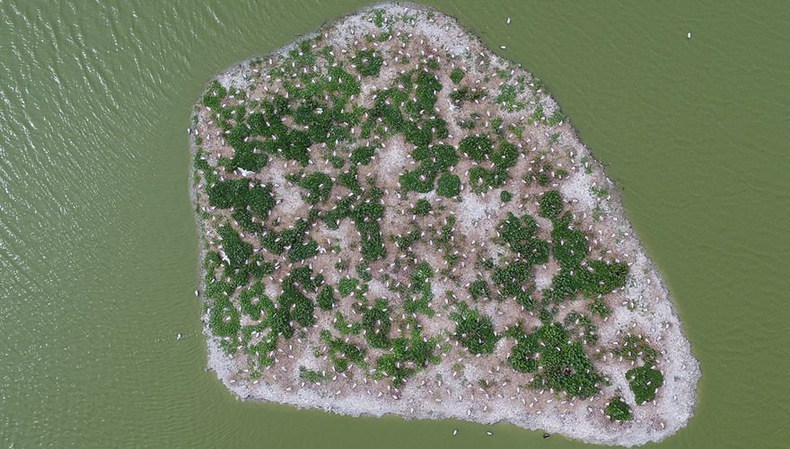 Kokmeeuwkolonie vanuit de lucht met drone / Fieldwork Company