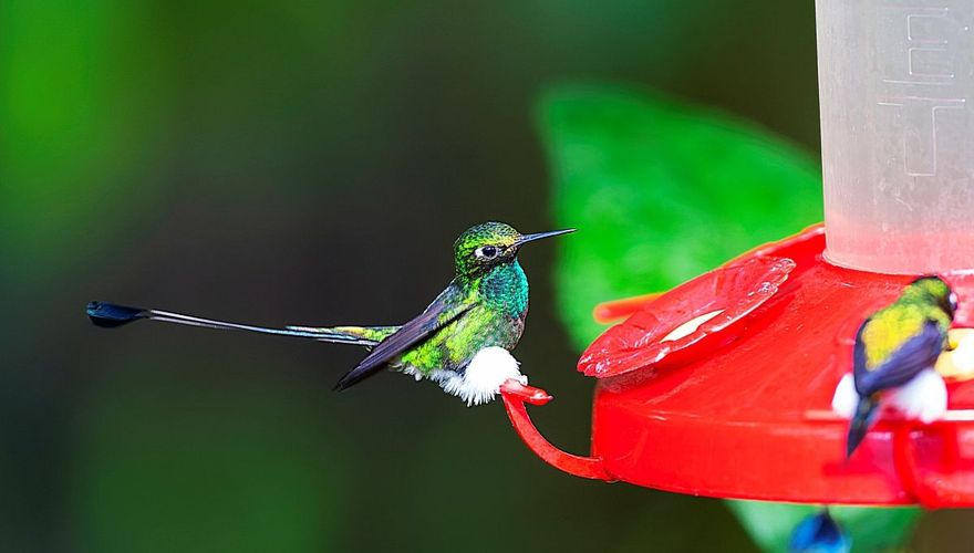 White booted Racket tail / Marc Guyt, AGAMI