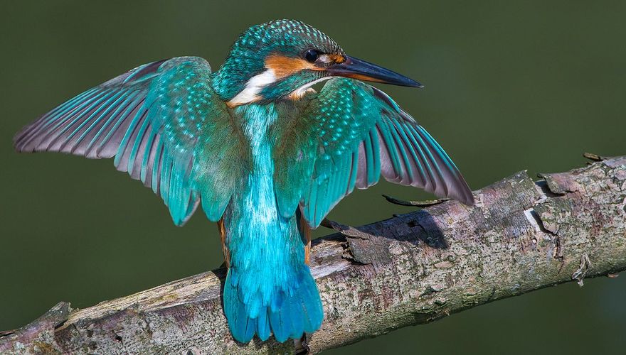 IJsvogel / Jan Jongejan