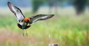 Grutto / Wil Leurs, AGAMI