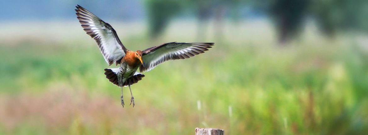 Grutto / Wil Leurs, AGAMI