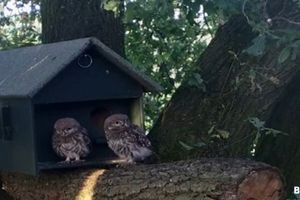 Steenuil / videostill Beleef de Lente