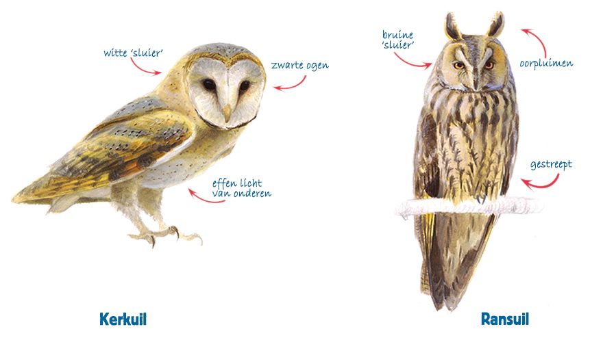 Infographic kerkuil - ransuil