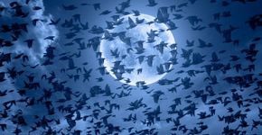 Spreeuwen / Shutterstock