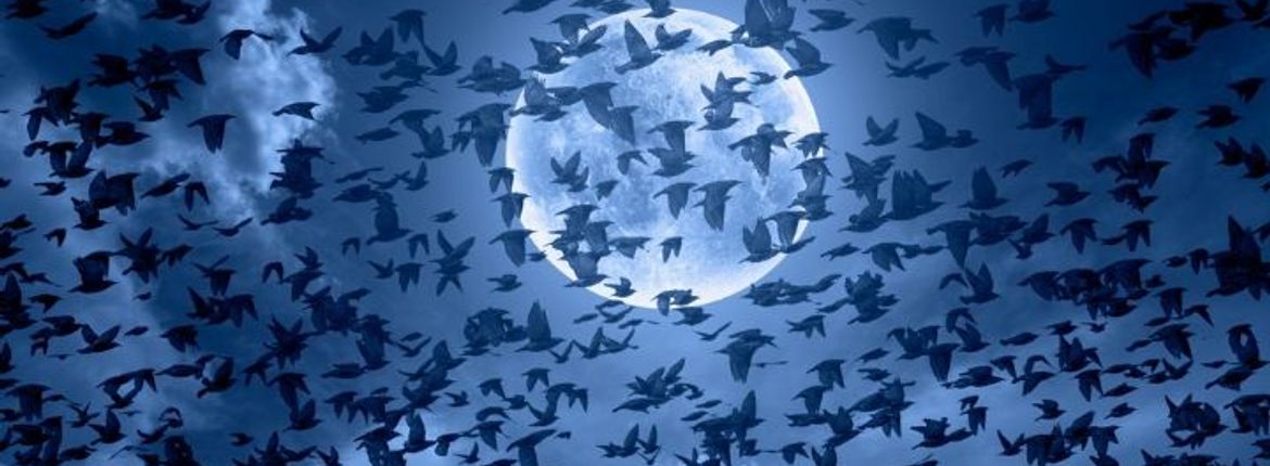 Spreeuwen / Shutterstock