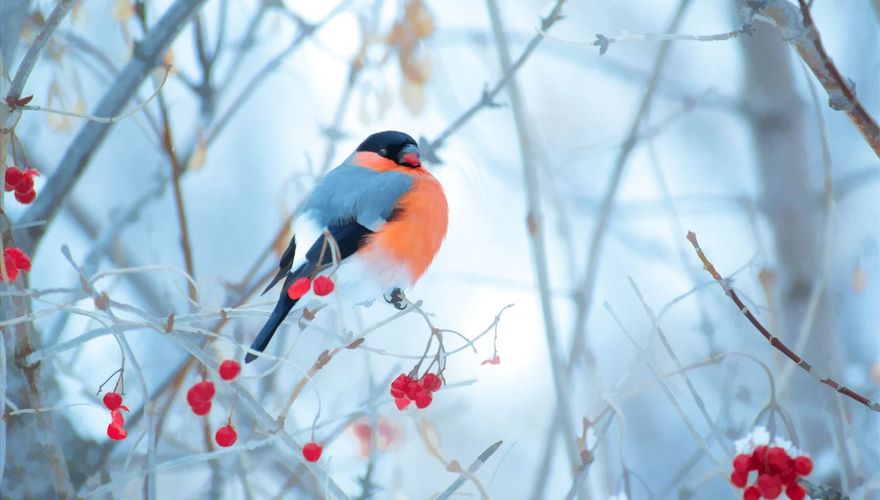 Goudvink Gelderse roos / Shutterstock