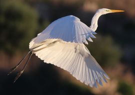 Great White Egret Prior To Alightment 