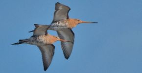 Grutto / Nancy Folten, Fotogalerij