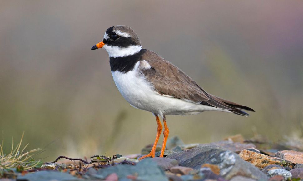 Bontbekplevier Vogelbescherming