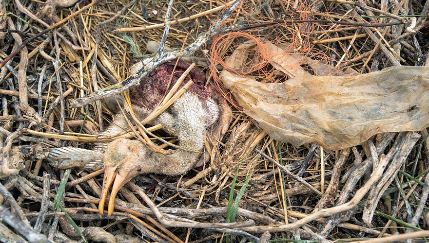 Lepelaarkuiken met plastic op nest / Lars Soerink