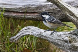 Zwarte mees op stronk