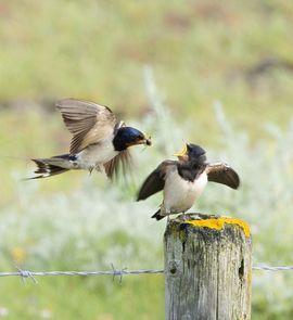 Een heleboel torretjes en mugjes graag