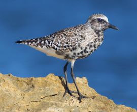 Grey Plover During Spring Migration 
