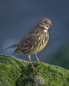Poseren in het middagzonnetje