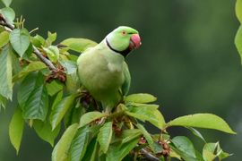 poserend op de kerselaar