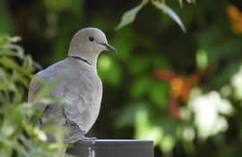 Vaste bezoeker in de tuin