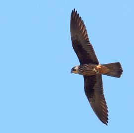 Eleonora's valk, zwevend boven het gebergte van het Griekse eiland Samos