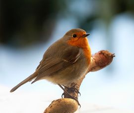 Ons zonnetje in de winter