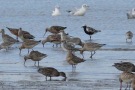Zilverplevier in zowel zomer- als winterkleed en rosse grutto's