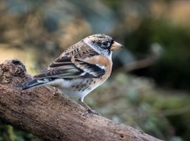 Eerste ontmoeting met een Keep