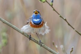Blauwborst zingt door weer en wind!