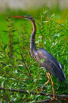 Purperreiger poseert