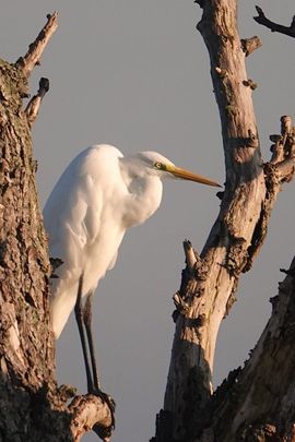 Witte Reiger in de ochtendzon