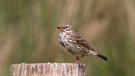 Hmm lekker hapje hoor, die vuurwants 