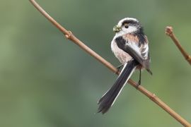 Staartmeesje met nestmateriaal