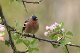 Op en top lente: een vink in een bloeiende appelboom