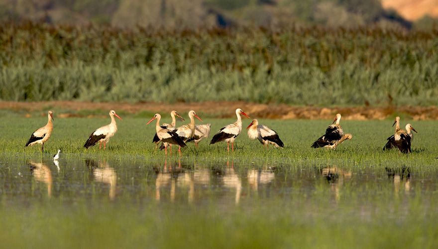 Ooievaars in Portugal / Shutterstock