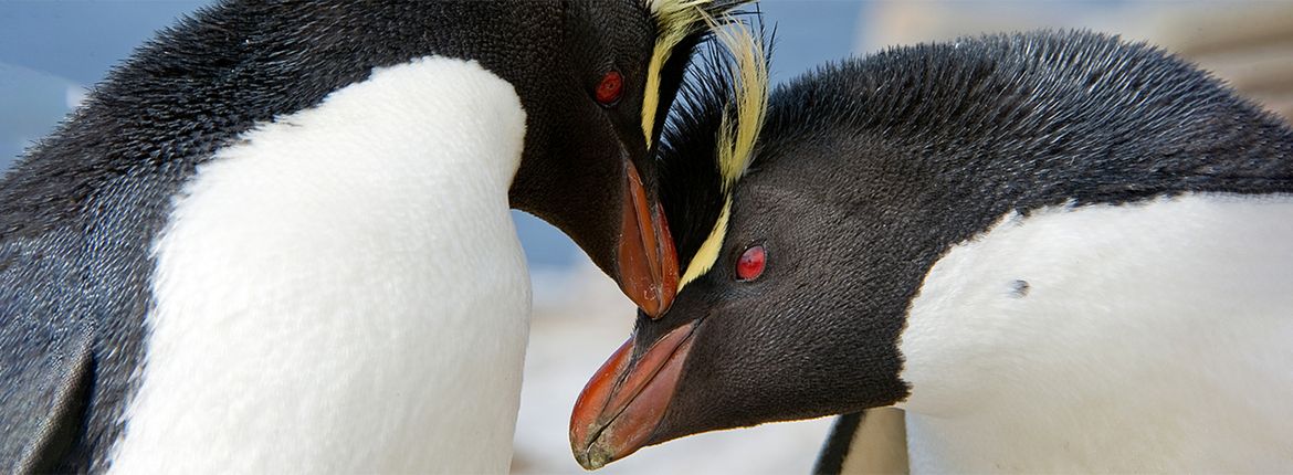 Zuidelijke rotspinguin / Shutterstock